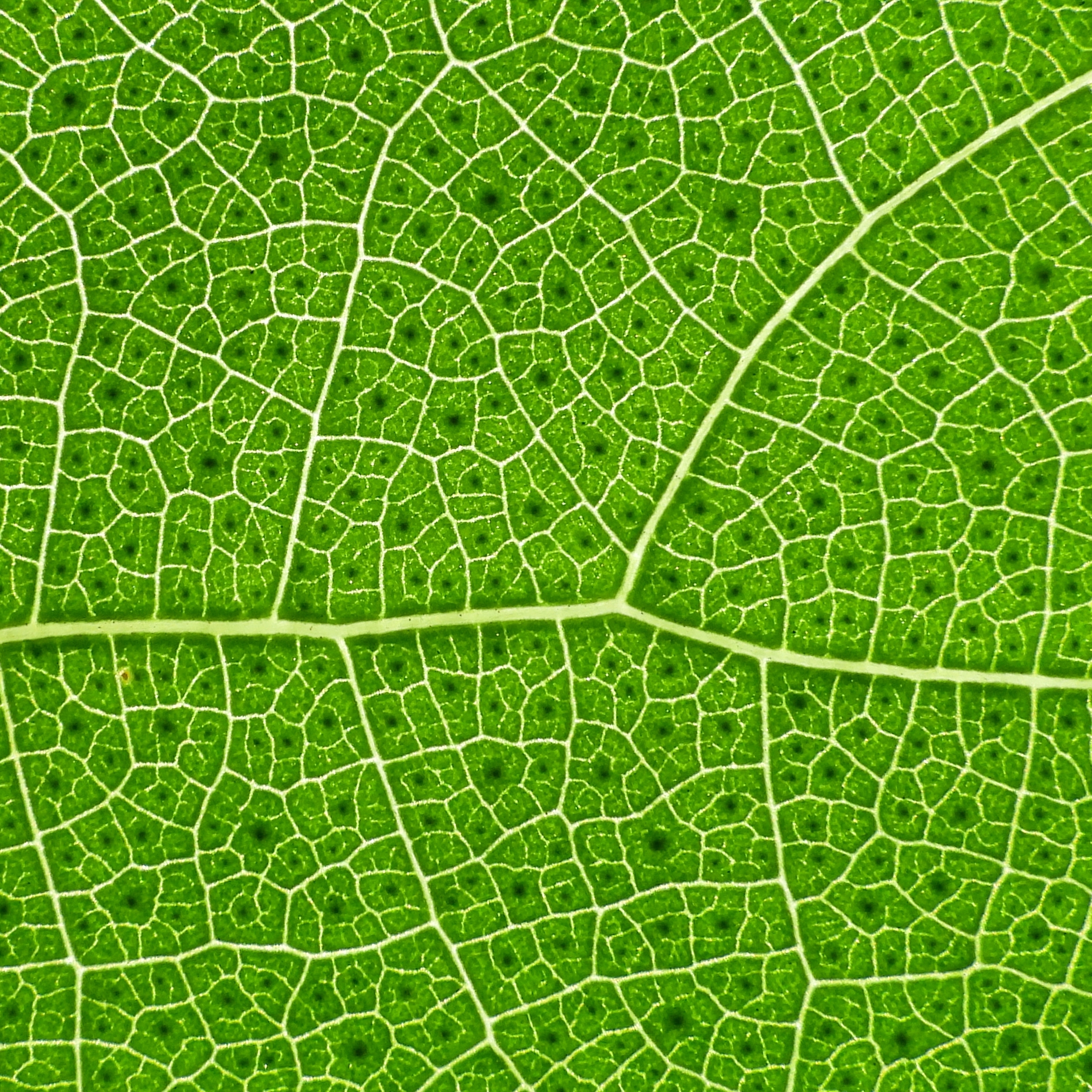 THE TRADE-OFF BETWEEN TECHNOLOGY AND NATURE IN ARCHITECTURE